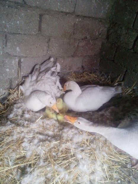 Cu un tatic protector - Gastele cu boboci 2017