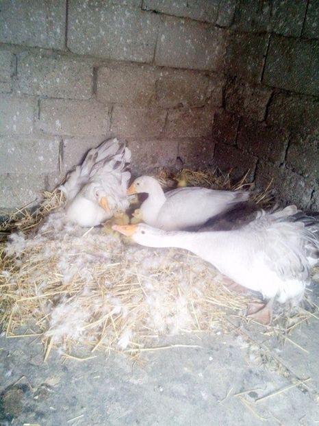 Toata familia - Gastele cu boboci 2017