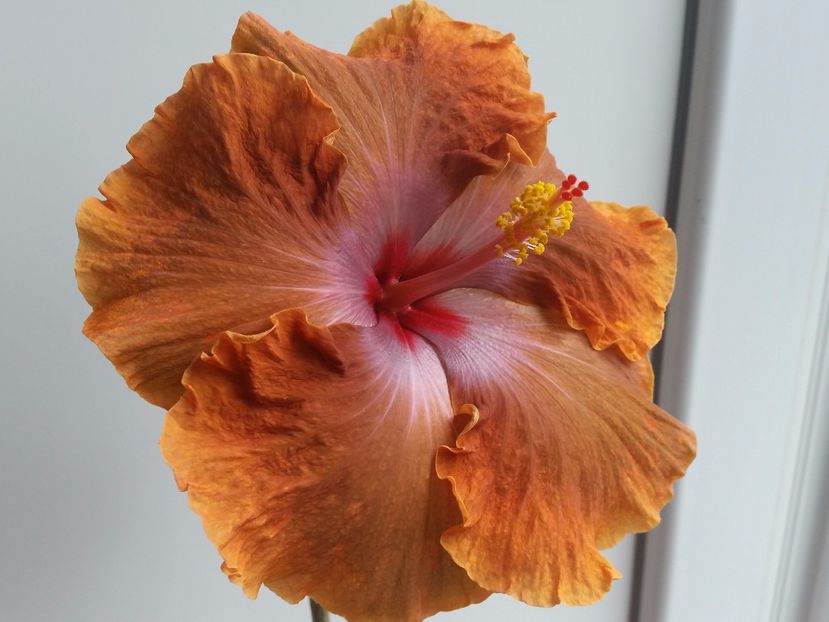 Tahitian sophistication - Hibiscusi 2017