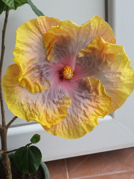 Creole Lady - Hibiscusi 2017