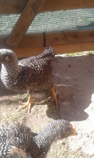  - PLYMOUTH ROCK BARAT