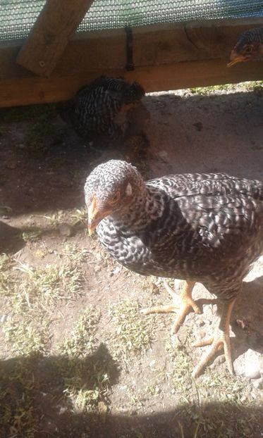  - PLYMOUTH ROCK BARAT