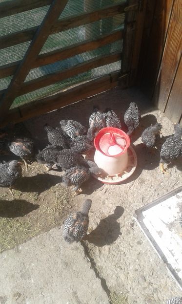 5 saptamani - PLYMOUTH ROCK BARAT