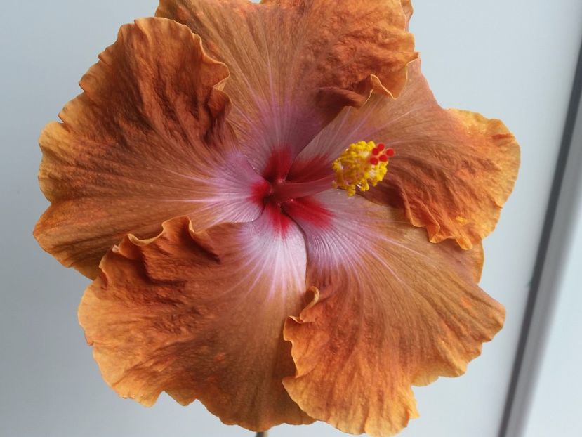  - Tahitian Sophistication