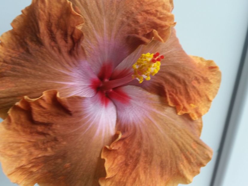  - Tahitian Sophistication