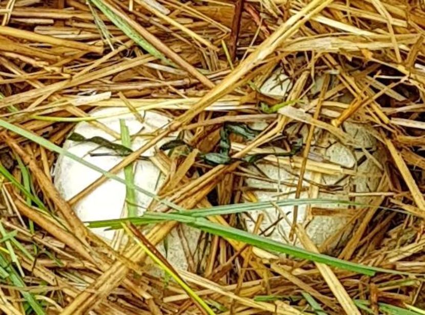 OUA DE LEBEDA - LEBEDE ALBE