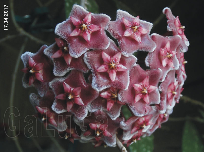 Hoya Pubicalyx Pink Silver - Pubicalyx Pink Silver