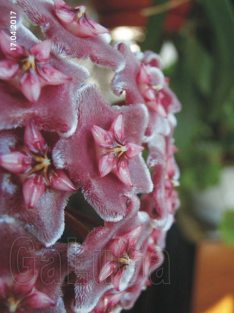 Hoya Pubicalyx Pink Silver - Pubicalyx Pink Silver