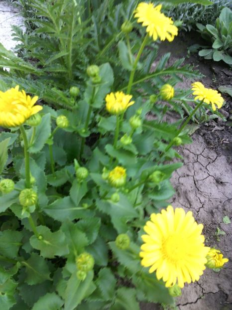  - 01-Flori din curtea mea 2017