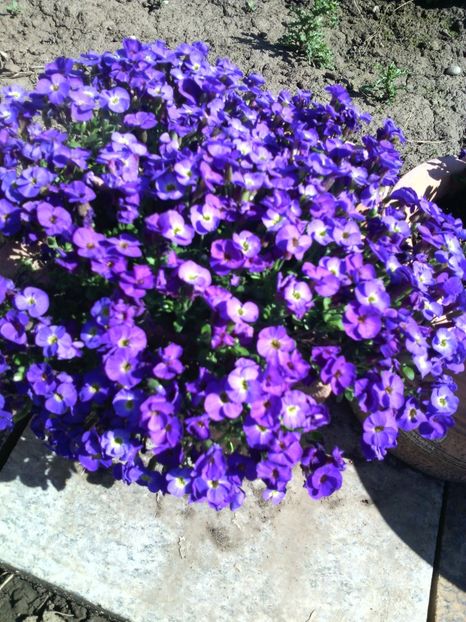 aubrieta - 01-Flori din curtea mea 2017