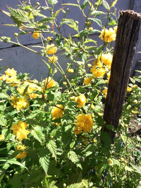 kerria - 01-Flori din curtea mea 2017