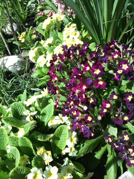 primule - 01-Flori din curtea mea 2017