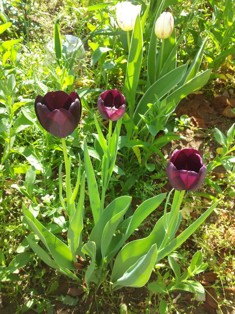  - Primavara - Vara 2017