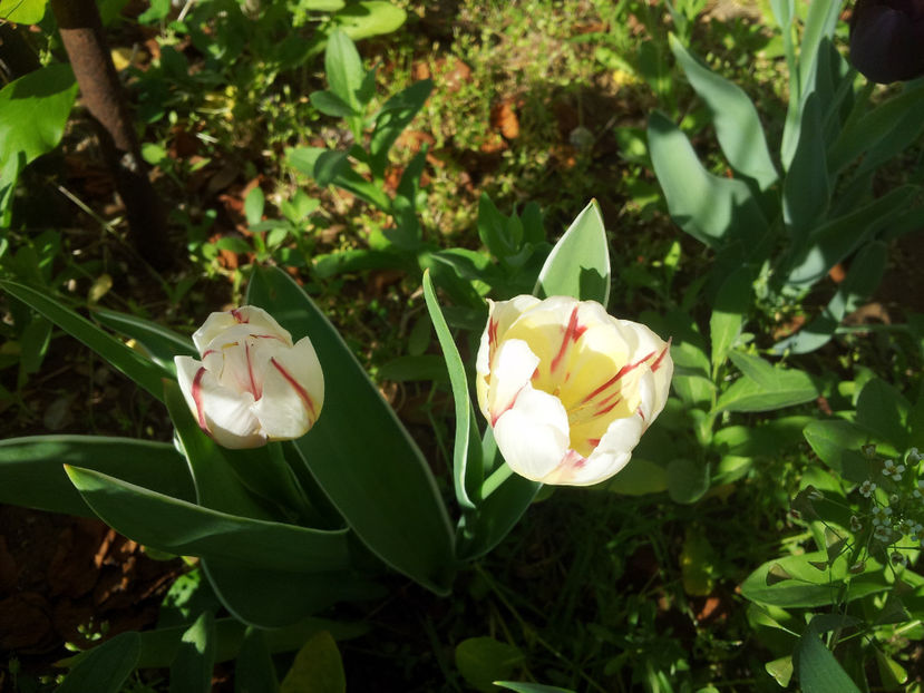  - Primavara - Vara 2017