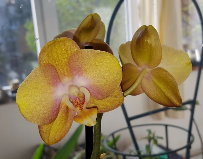  - Phalaenopsis 1