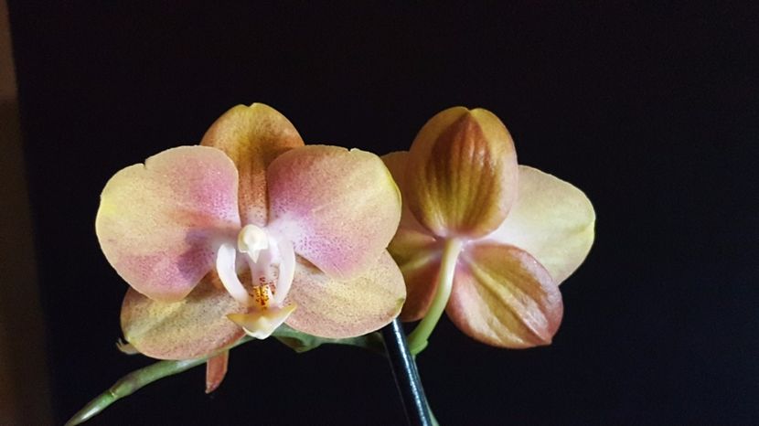  - Phalaenopsis 1