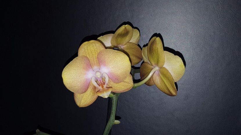  - Phalaenopsis 1