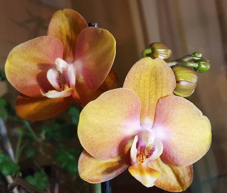  - Phalaenopsis 1