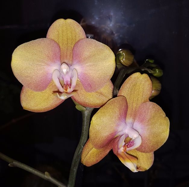  - Phalaenopsis 1