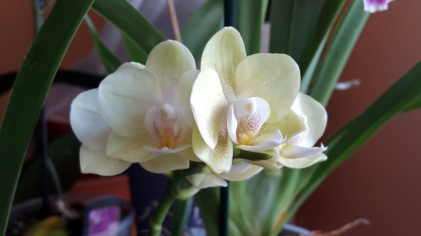  - Phalaenopsis 1
