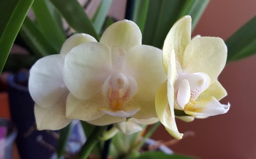  - Phalaenopsis 1
