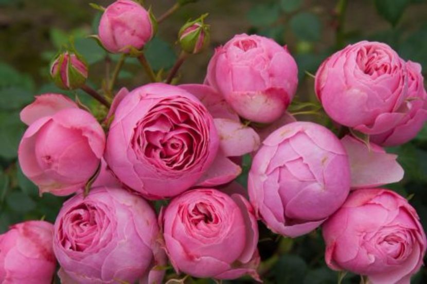 25316005cf72a14206b509091a7d00bb - Dorinte