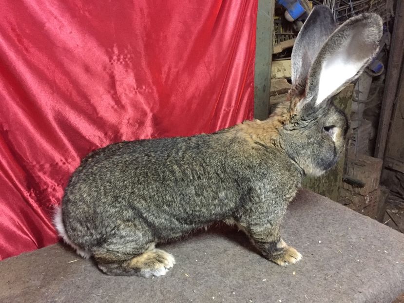 2 ani și 3 luni - MASCULI UGG 2017