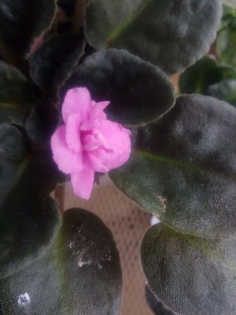  - Violeta nr 2 de la Stanica Rhapsodie Ingrid