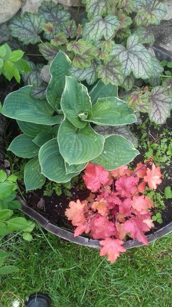 20170418_135111[1] - PRIMAVARA 2017