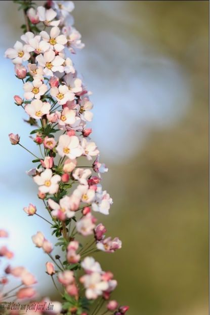 spirea Fujino Pink2 - 2017 - Caut