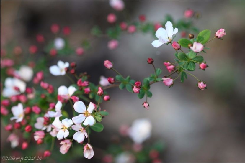 spirea Fujino Pink3 - 2017 - Caut