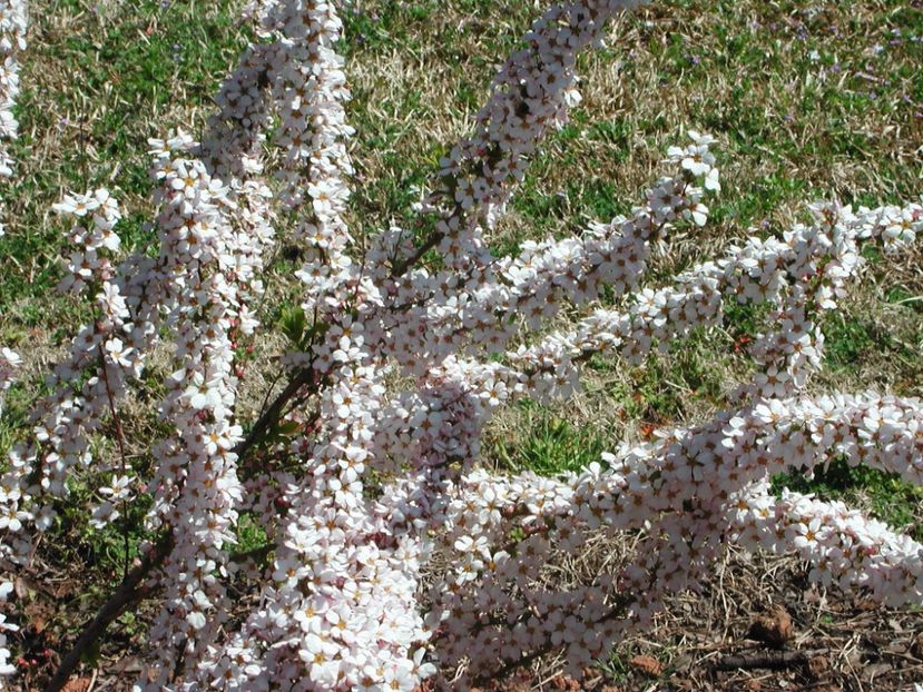 Thunberg-Spirea-Fujino-Pink-1.5m-1.5m-Japan-China - 2017 - Caut