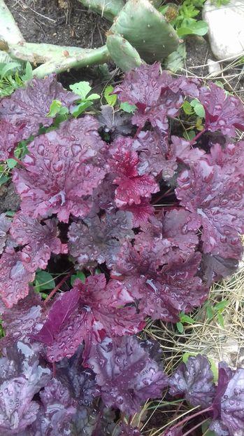 20170418_135734[1] - PRIMAVARA 2017