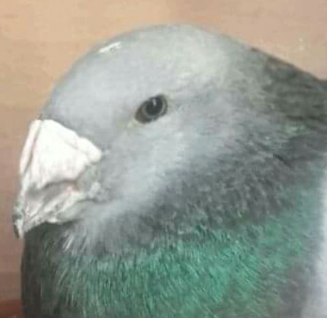 mascul 2016 - PENTRU CRESCATORII CARE SE RESPECTA