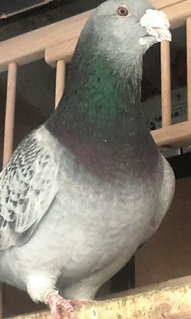 MASCUL 2014 - PENTRU CRESCATORII CARE SE RESPECTA