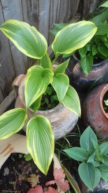 20170418_135224[1] - PRIMAVARA 2017