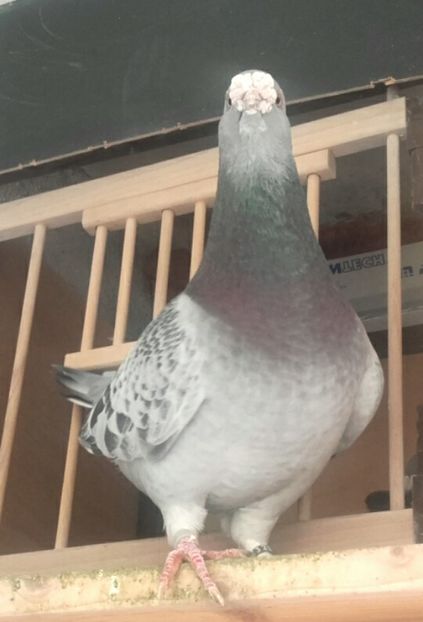  - PENTRU CRESCATORII CARE SE RESPECTA