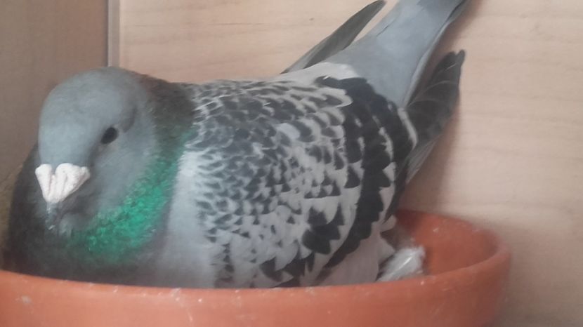  - PENTRU CRESCATORII CARE SE RESPECTA