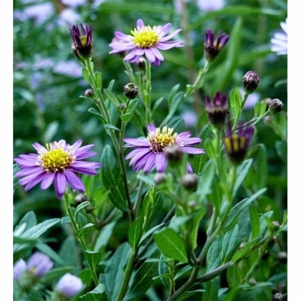 aster-ageratoides-ezo-murasaki- - 2017 - Caut