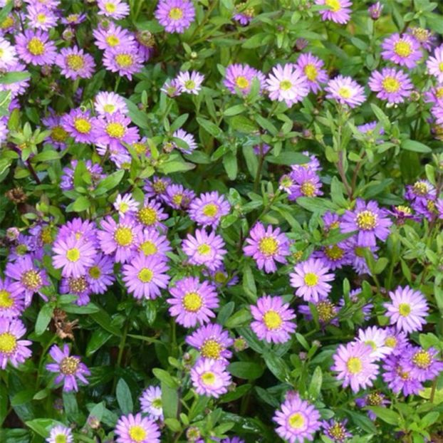 Aster-ageratoides-Ezo-Murasaki-82964-3 - 2017 - Caut