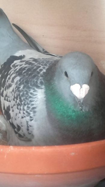 FATA 2016 - PENTRU CRESCATORII CARE SE RESPECTA