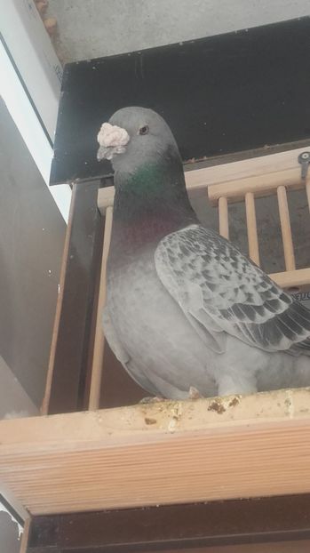  - PENTRU CRESCATORII CARE SE RESPECTA