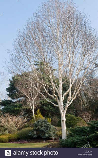 betula-utilis-var-jacquemontii-grayswood-ghost-himalayan-birch-at-D22KJP - 2017 - Caut