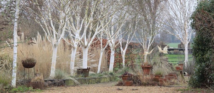 Birches_Grayswood Ghost - 2017 - Caut