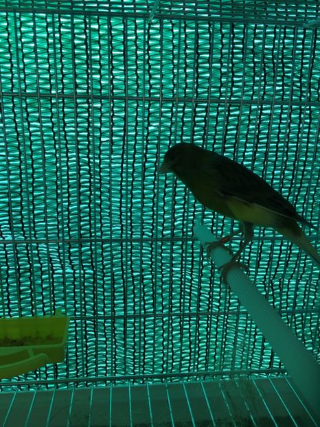 image - Canari Timbrado