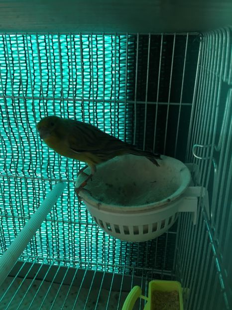 image - Canari Timbrado