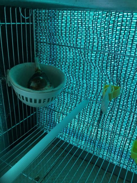 image - Canari Timbrado