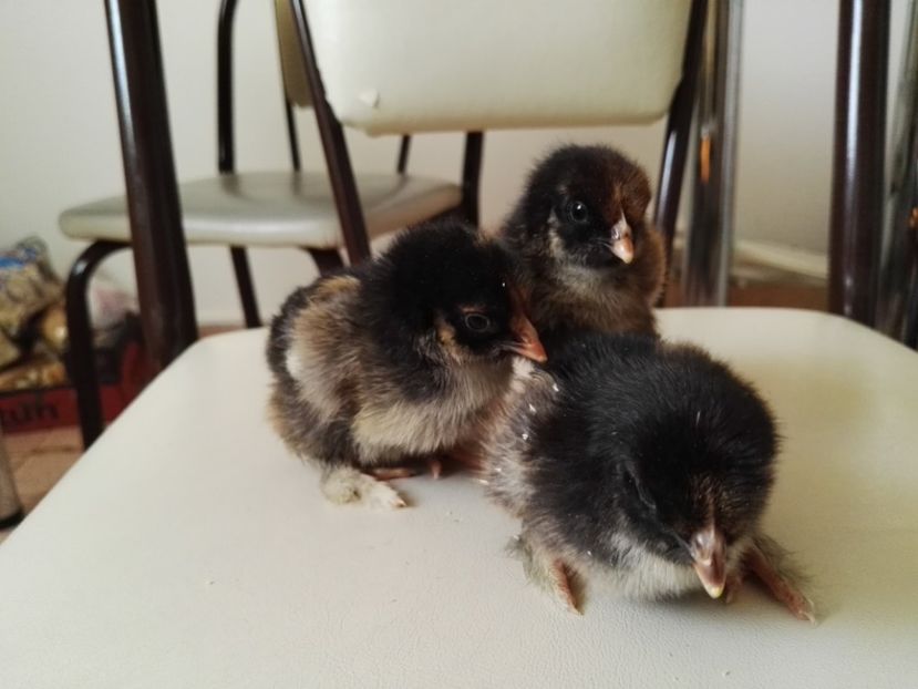  - Cochinchina urias auriu 2017