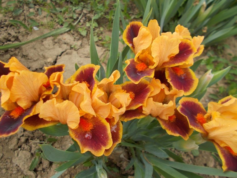  - Irisi-2017 Pumila si Barbata Nana