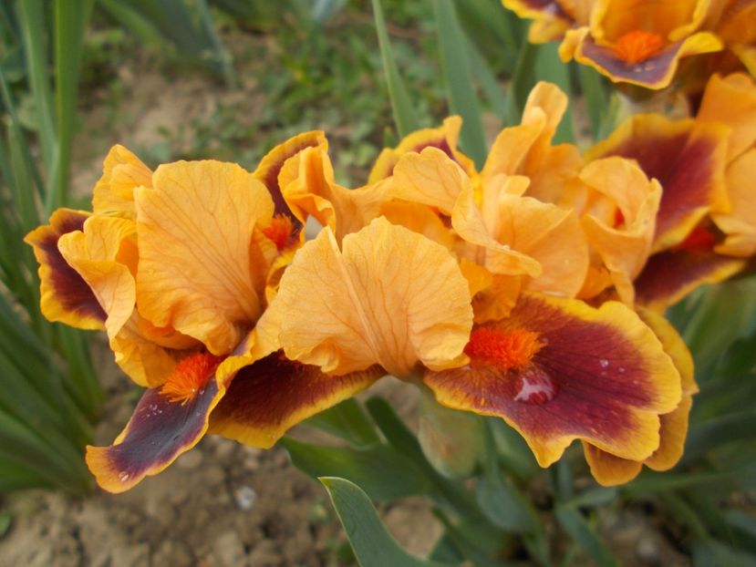  - Irisi-2017 Pumila si Barbata Nana